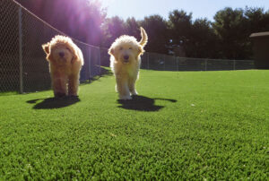 K9 Grass with two dogs running